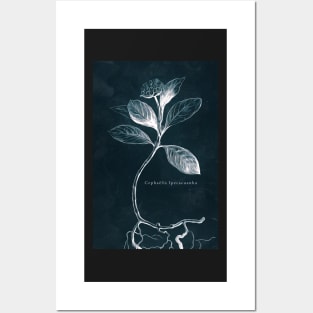 Cyanotype - Cephaelis Ipecacuanha - C Posters and Art